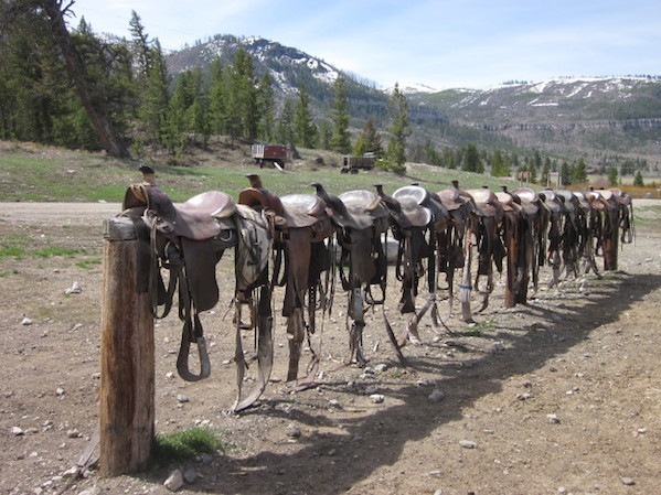Saddles at K Bar Z